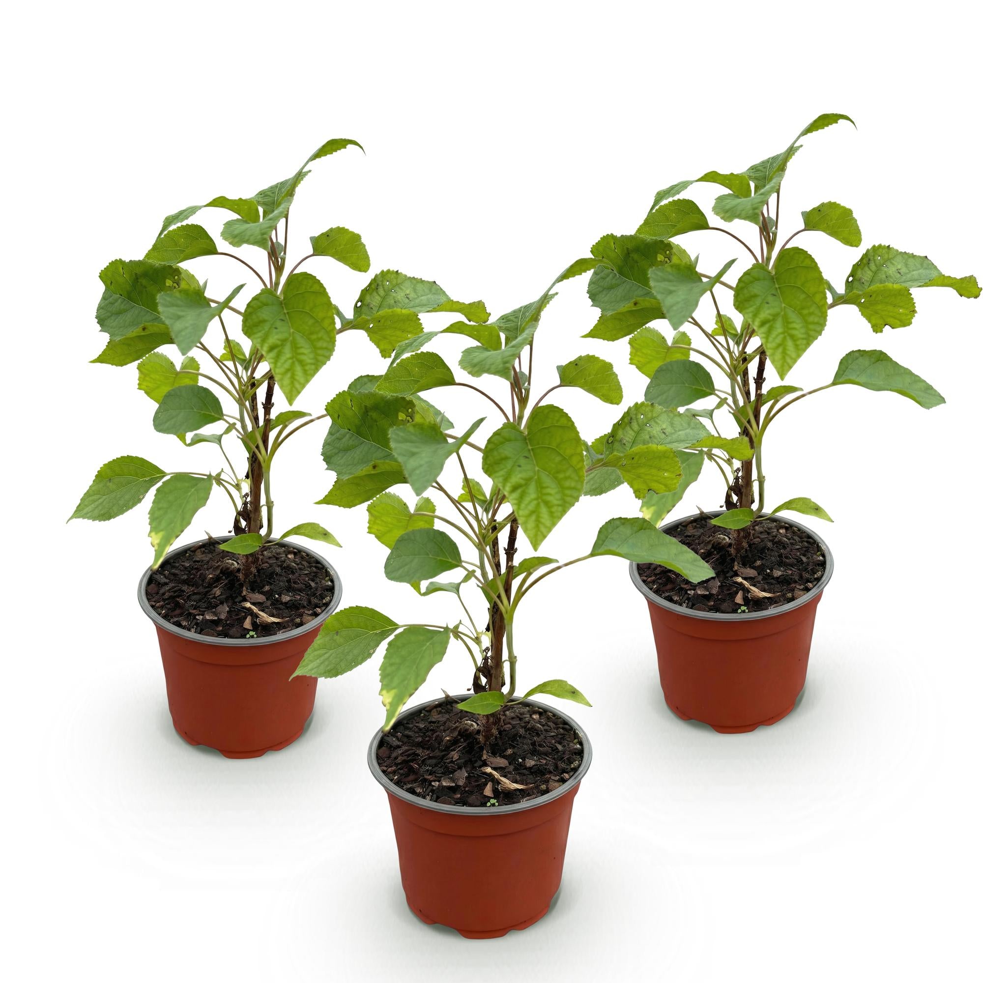 Hydrangea arborescens Annabelle, Bauernhortensie, Winterhart, Weiß, 3 Pflanzen, Topf 12 cm, 20-30 cm