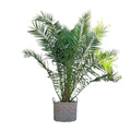 Phoenix canariensis – 300 cm – Ø50 - Botanic-Vibes