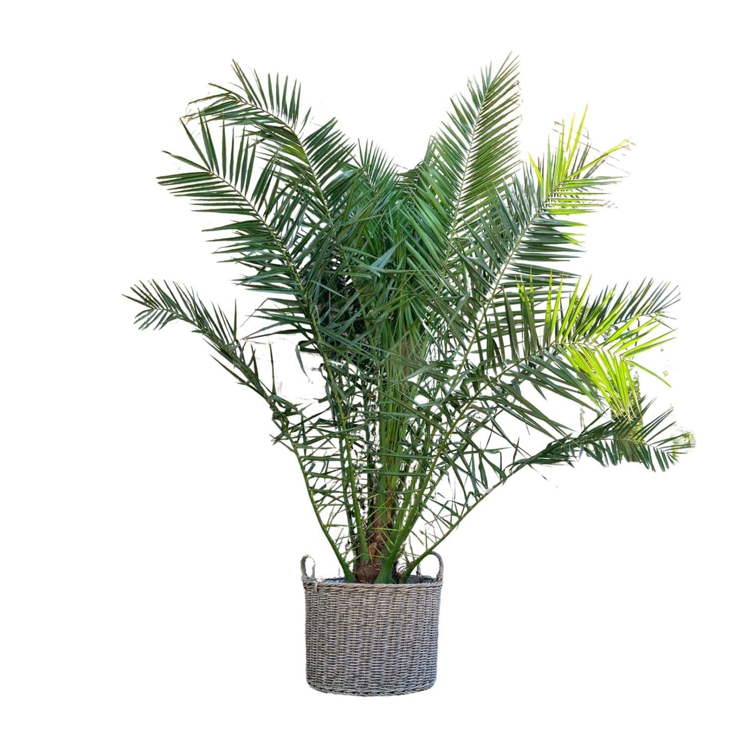 Phoenix canariensis – 300 cm – Ø50 - Botanic-Vibes