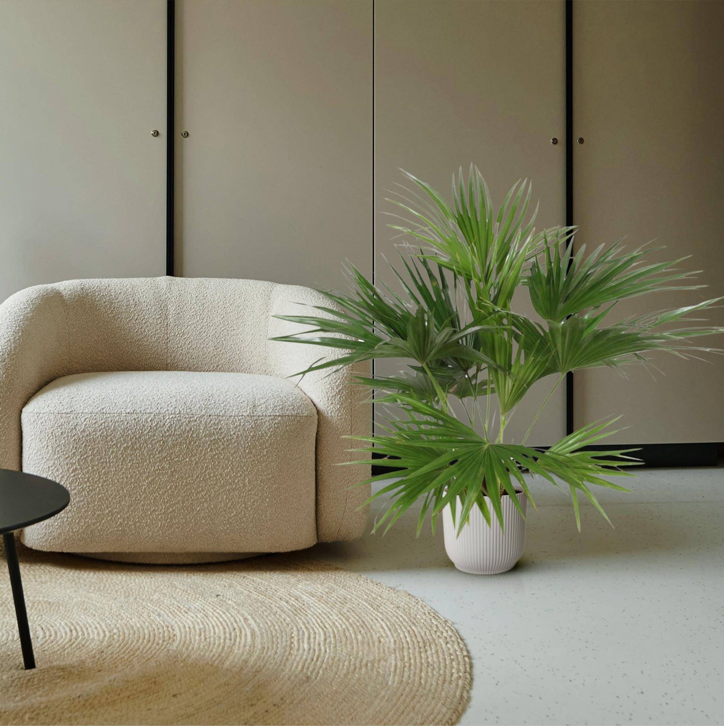 Livistona chinensis – 170 cm – Ø27 - Botanic-Vibes