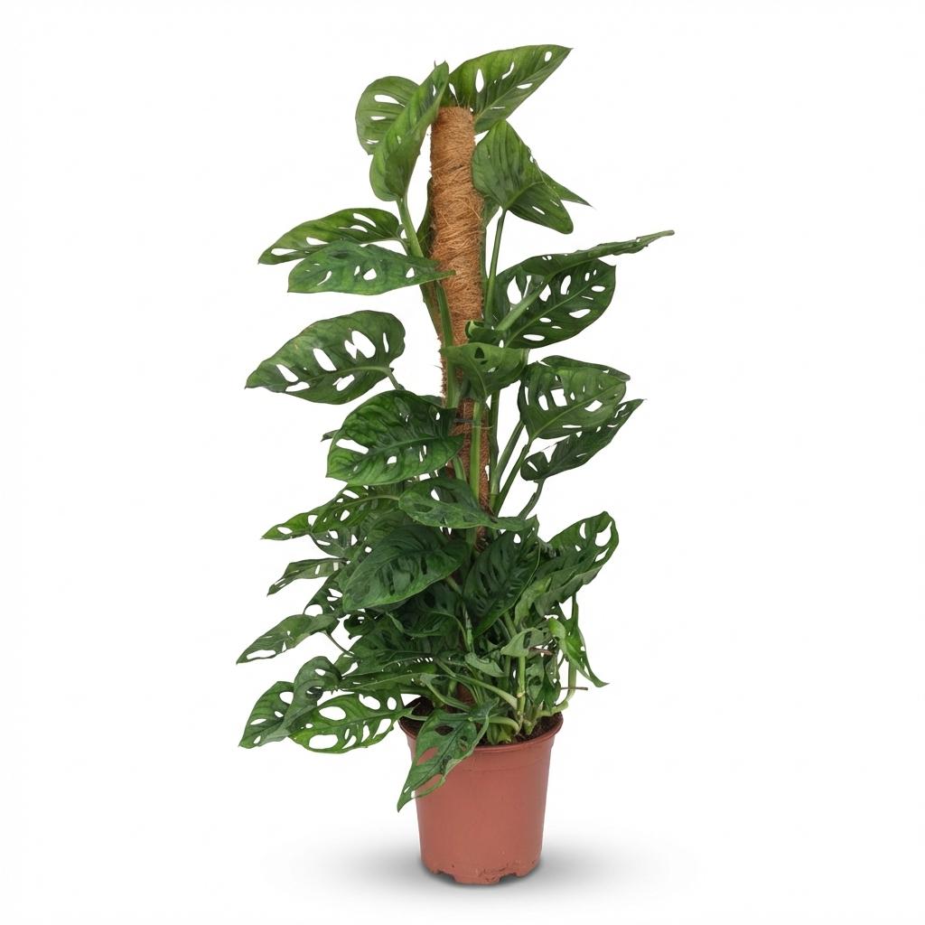 Monkey Mask, Monstera Andansonii Moosstab, Grün, Pflegeleicht, 1 Pflanze, Topf 19 cm, 90 cm