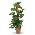 Monkey Mask, Monstera Andansonii Moosstab, Grün, Pflegeleicht, 1 Pflanze, Topf 19 cm, 90 cm