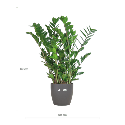 Zamioculcas Zamiifolia mit Viber Grau - 80cm - Ø21 - Botanic-Vibes