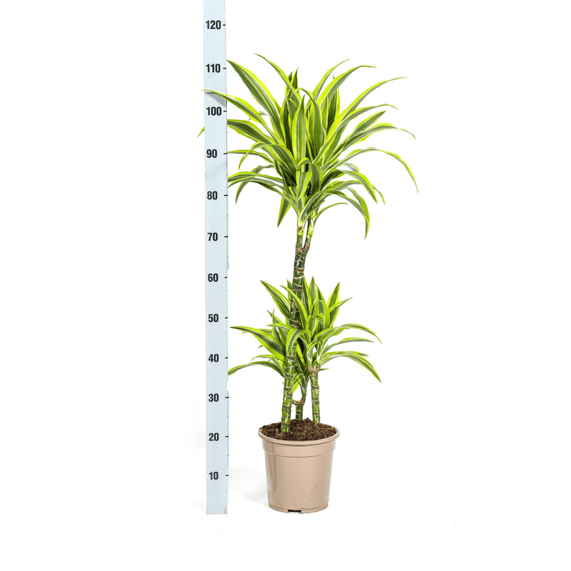 Dracaena Deremensis Lemon Lime Ø21cm - ↕90 - 110cm - Botanic-Vibes