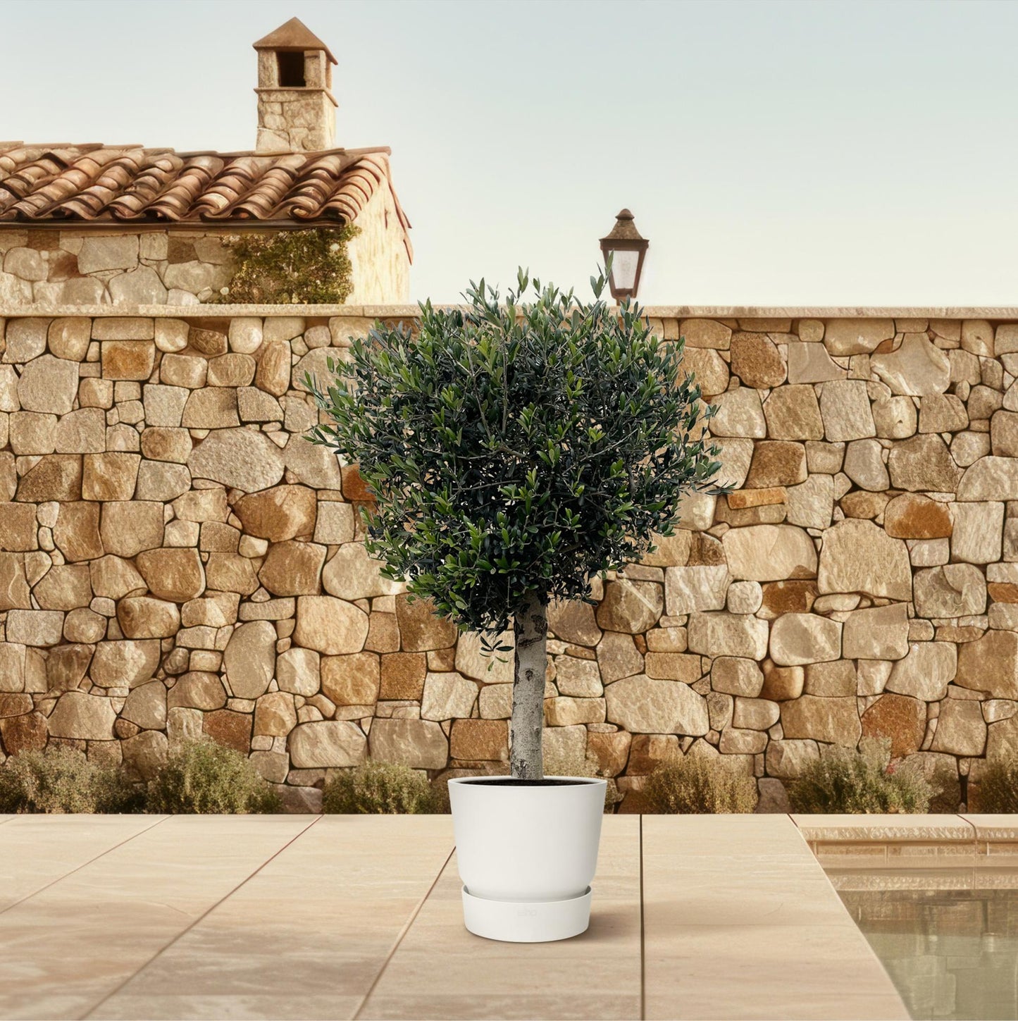 Olea europaea Lorc – 180 cm – Ø50