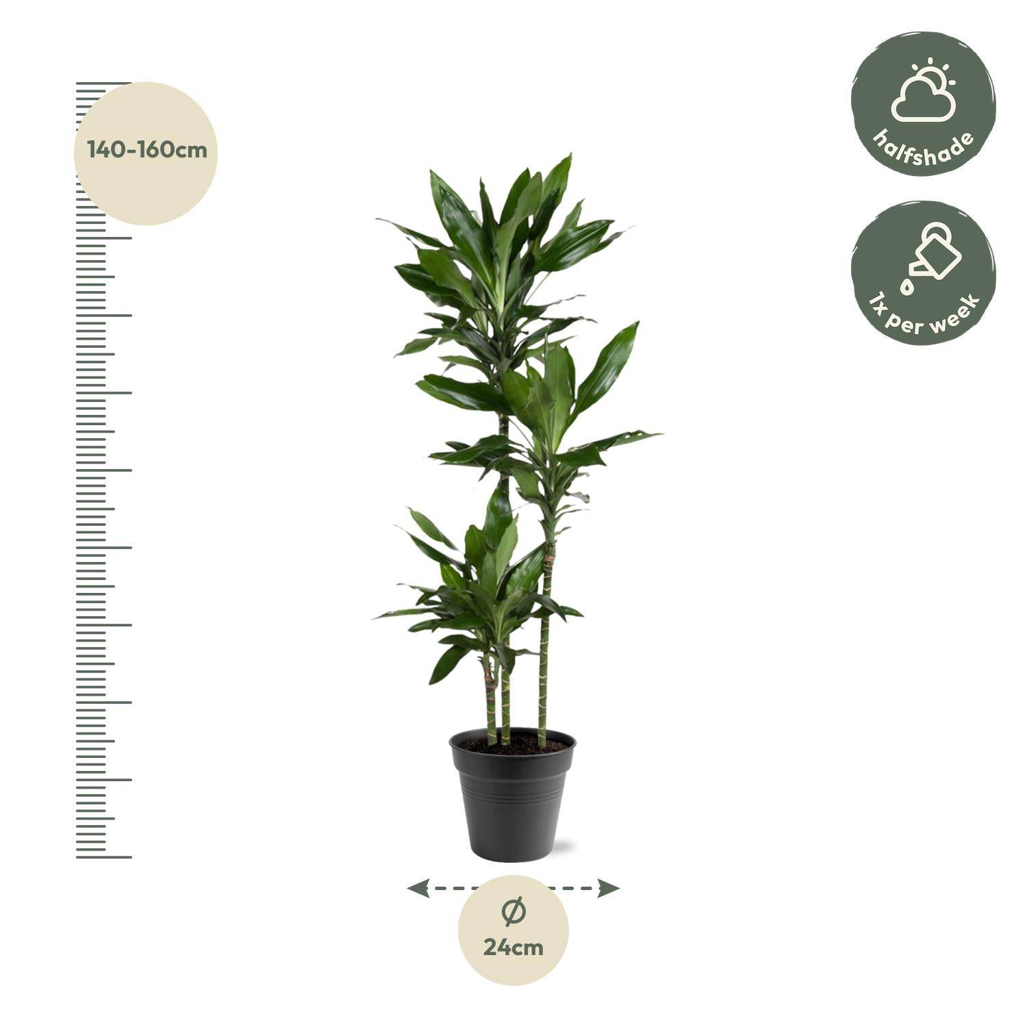 Dracaena Janet Lind – 150–160 cm – Ø24 - Botanic-Vibes