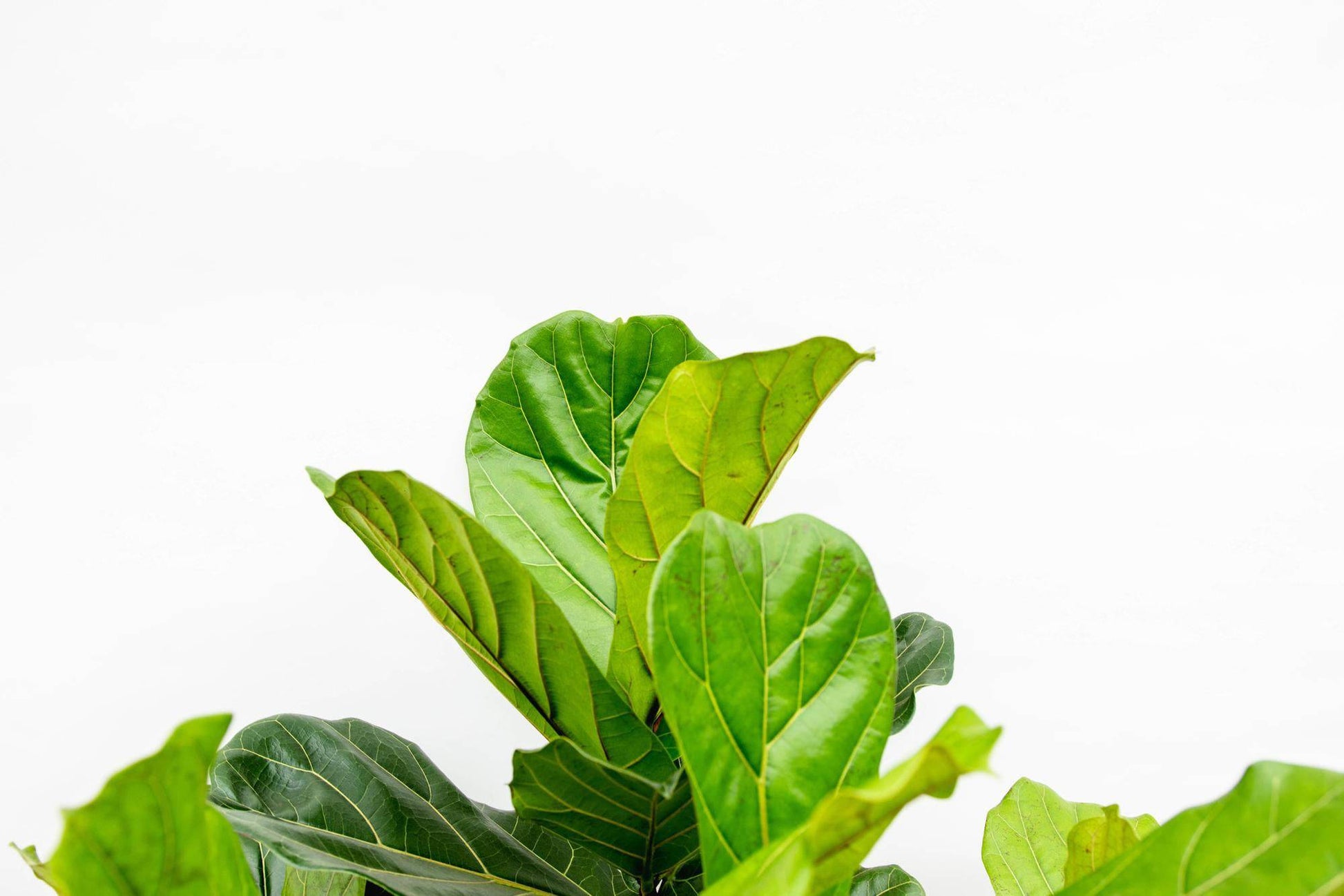 Ficus Lyrata verzweigt XXL – 220 cm – Ø40 - Botanic-Vibes