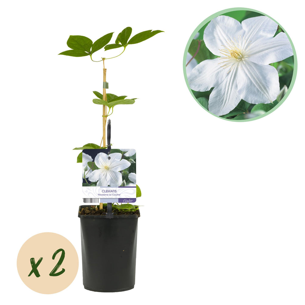 Kletterpflanze, Clematis Madame Le Coultre, blühend weiß, Wenig Pflege, 2 Pflanzen, Topf 11 cm 40 cm