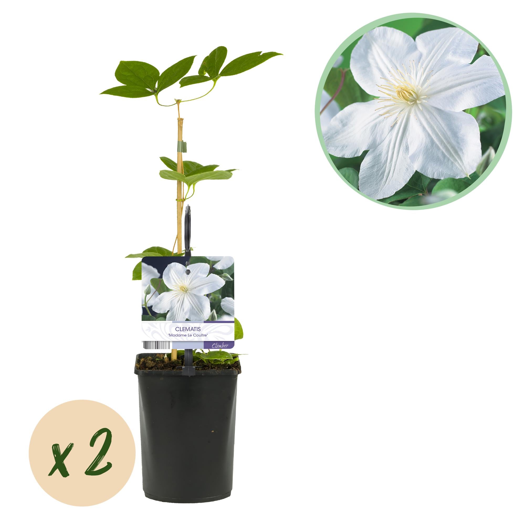 Kletterpflanze, Clematis Madame Le Coultre, blühend weiß, Wenig Pflege, 2 Pflanzen, Topf 11 cm 40 cm