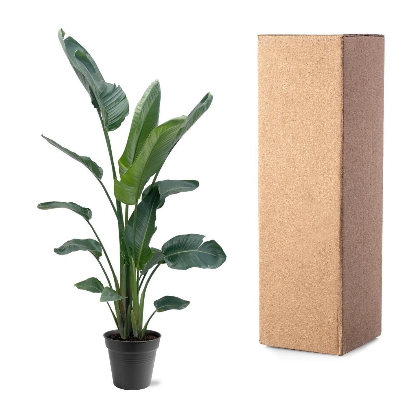 Strelitzia nicolai XXL – 190 – 225 cm – Ø27–Ø30