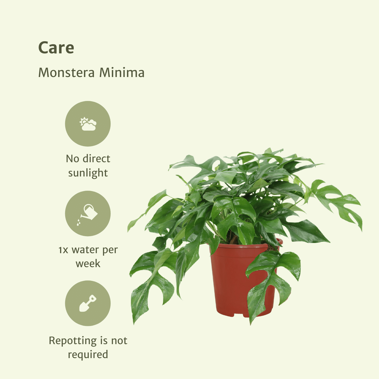 Monstera Minima, (Lochpflanze), 2 Stücke, Ø15 cm, 30 cm