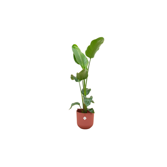 Combi deal - Strelitzia nicolai inklusive elho Jazz Round Rot Ø23 – 120 cm