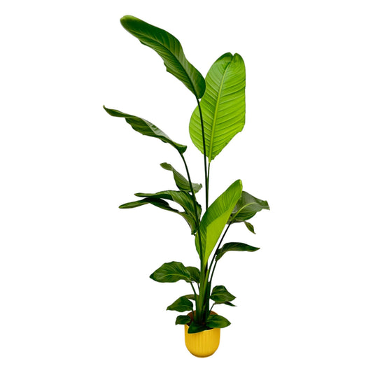 Strelitzia nicolai inklusive elho Vibes Fold Round gelb – 130 cm – Ø18