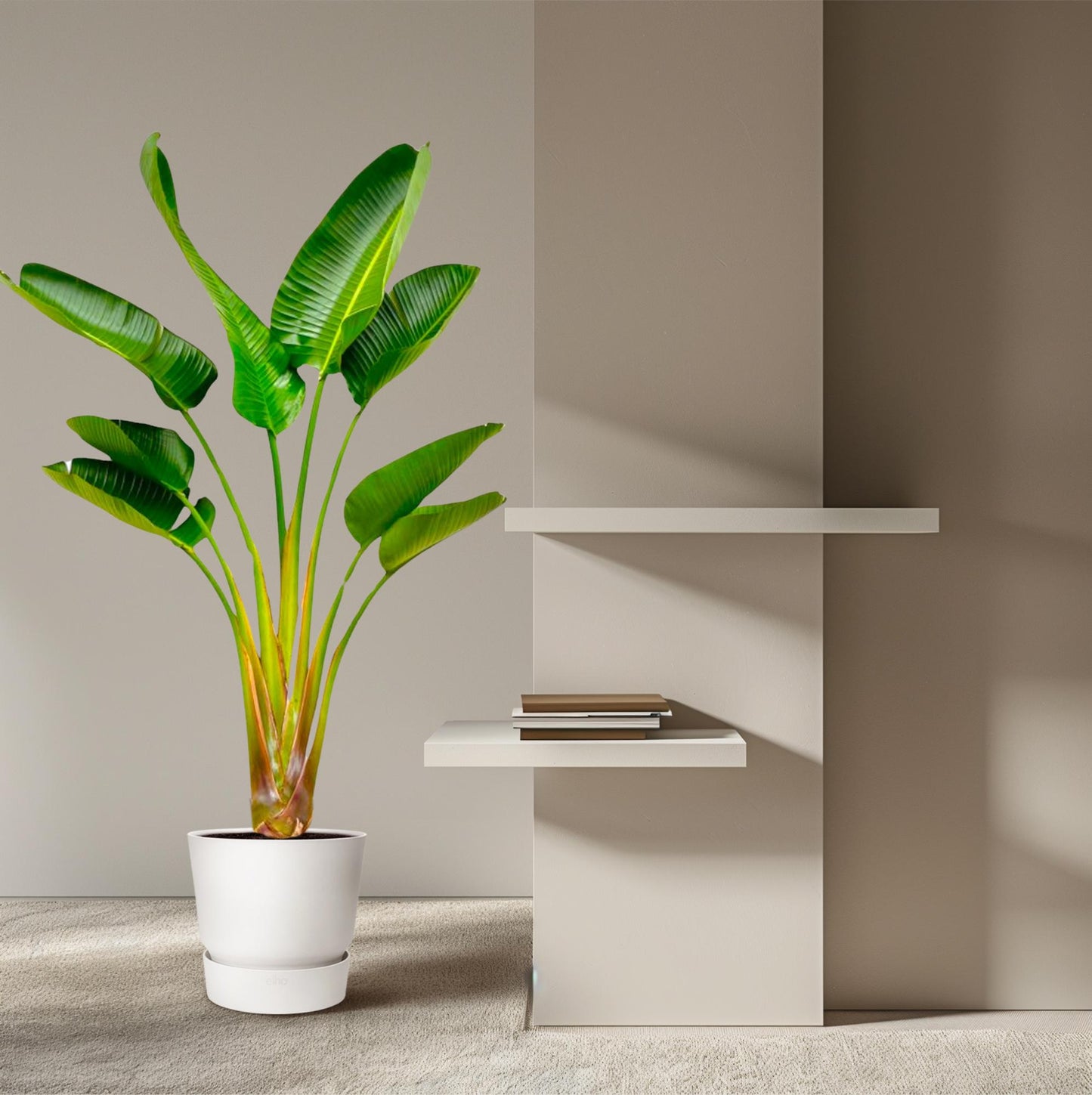 Strelitzia augusta – 160 cm – Ø24