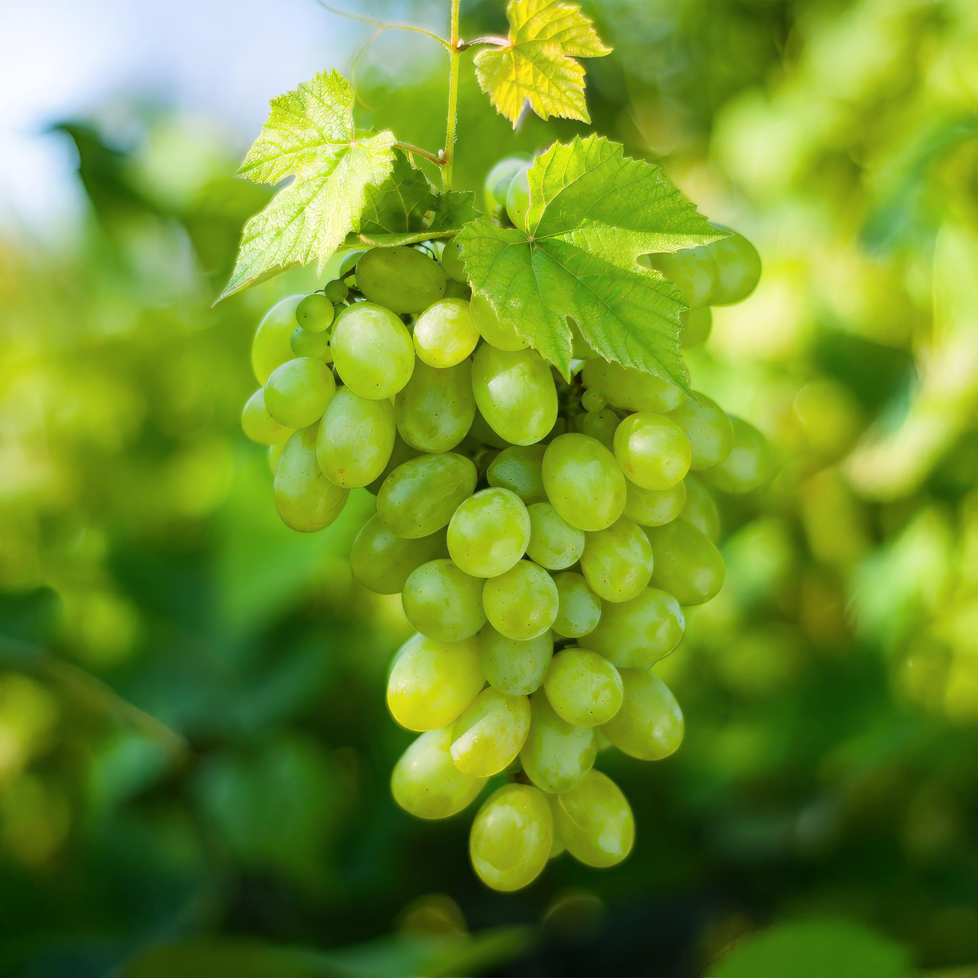 Obstpflanze, Vitis vinifera Himrod, Weintraubenpflanze, Kernenlos, Weiße Traube, 2 Pflanzen, Topf 15 cm, 50 cm
