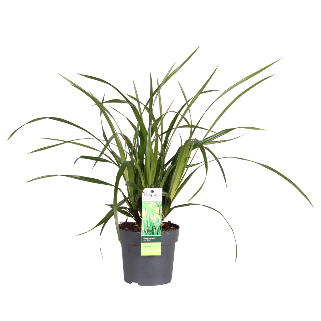 Carex morrowii Irish Grün, Ø19 cm, 40 cm, Ø14 cm, 30 cm