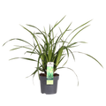 Carex morrowii Irish Grün, Ø19 cm, 40 cm, Ø14 cm, 30 cm