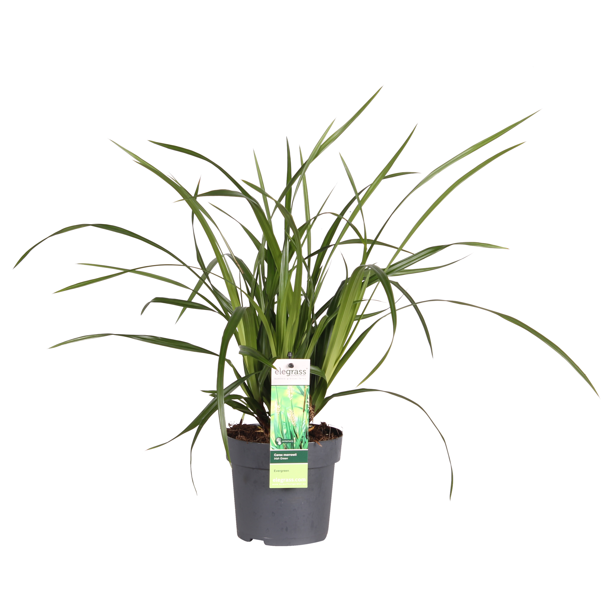 Carex morrowii Irish Grün, Ø19 cm, 40 cm, Ø14 cm, 30 cm