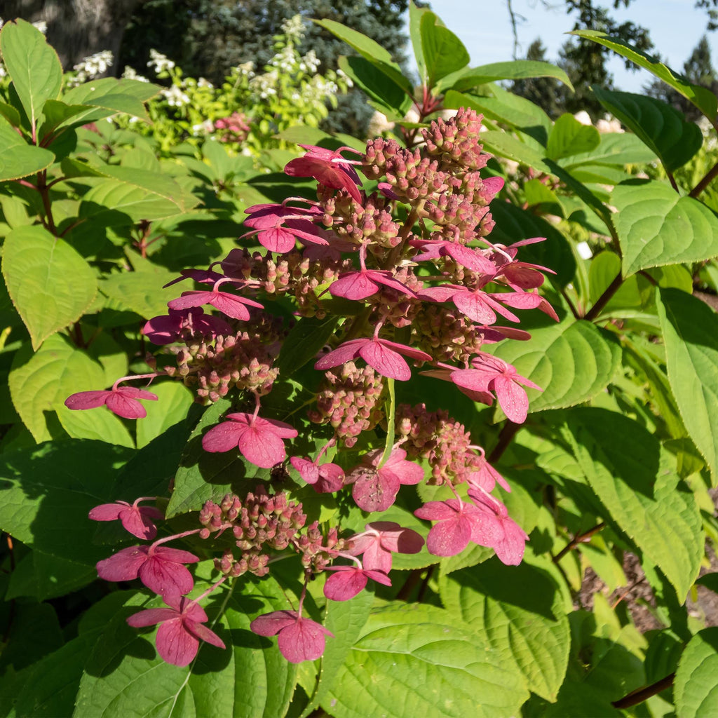 Rispenhortensie, Hydrangea panniculata Wims Rot, Blüte Weiß Rot, 1 Pflanze, Laubabwerfend, Große Blüten, Topf 17 cm 50 cm