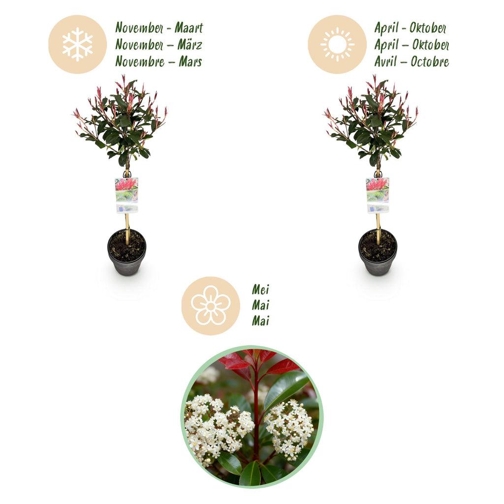 Pflanze auf Stamm, Photinia fraseri Carre Rouge, Terrassenpflanze, Immergrün, Winterhart, Grün-Rotes Blatt, Topf 19 cm 90 cm