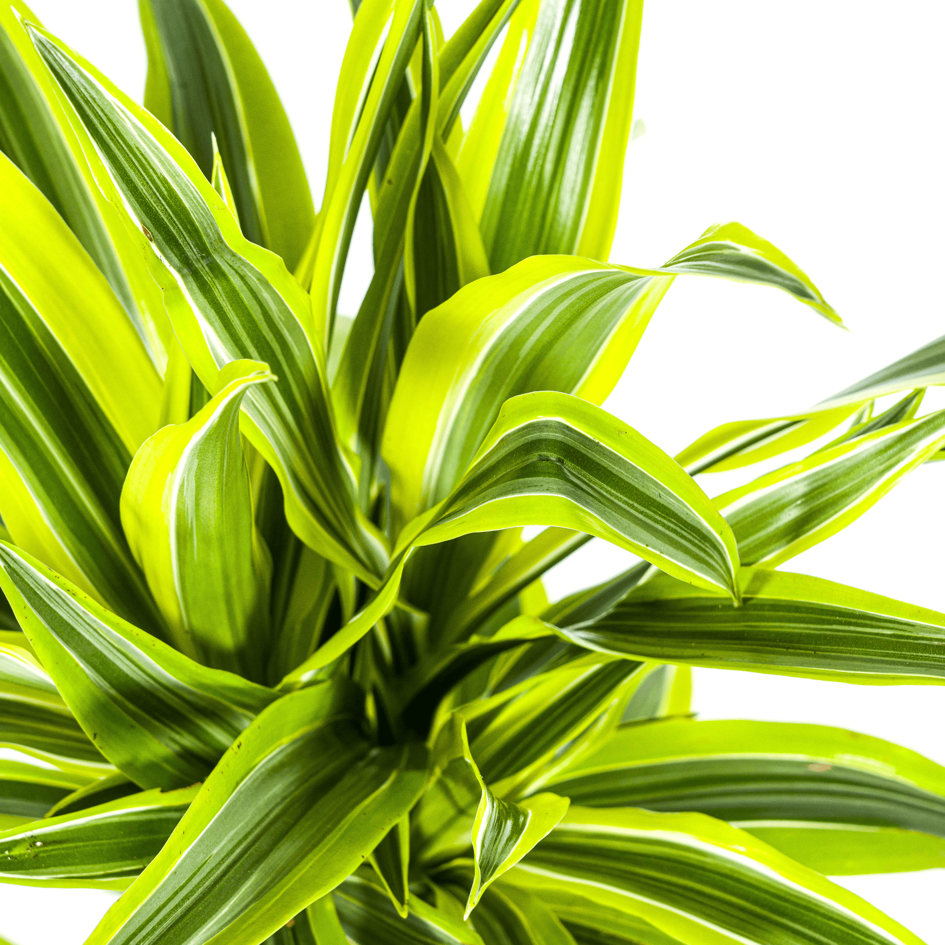 Dracaena Deremensis Lemon Lime Ø19cm - ↕70 - 90cm - Botanic-Vibes