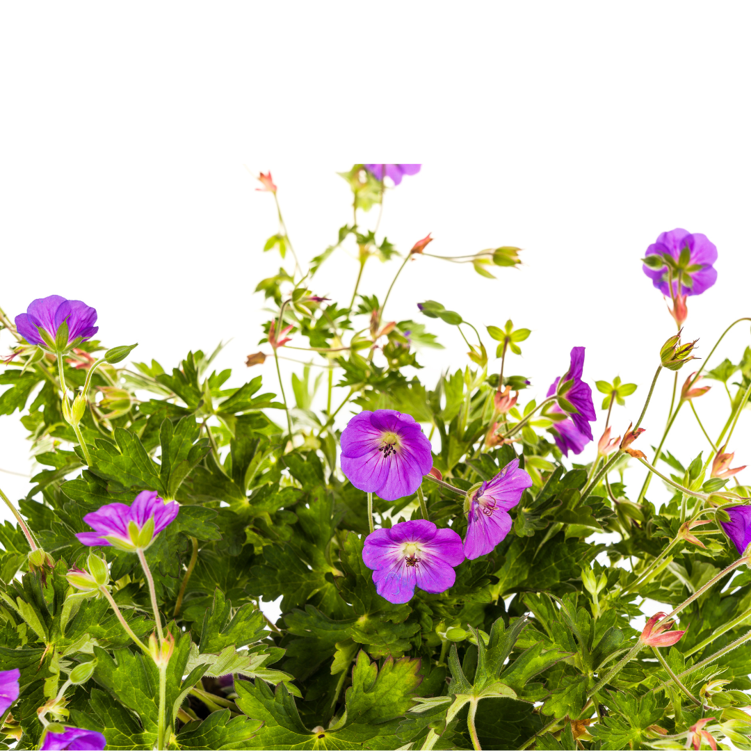 Geranium Rozanne Purple Ø19cm - ↕20 - 30cm