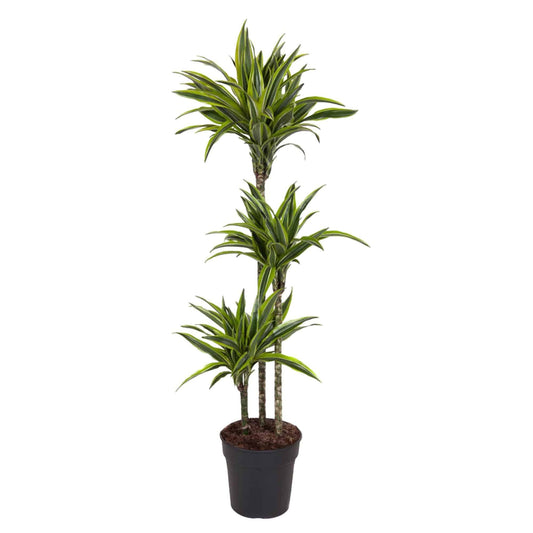 Dracaena Lemon Lime – 130 cm – Ø24 - Botanic-Vibes