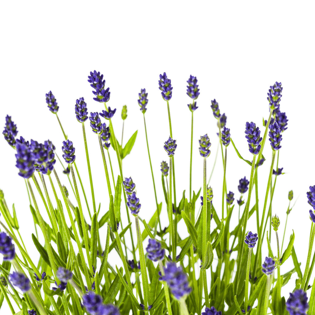 2x Lavandula angustifolia Ø19cm - ↕40 - 50cm - Botanic-Vibes