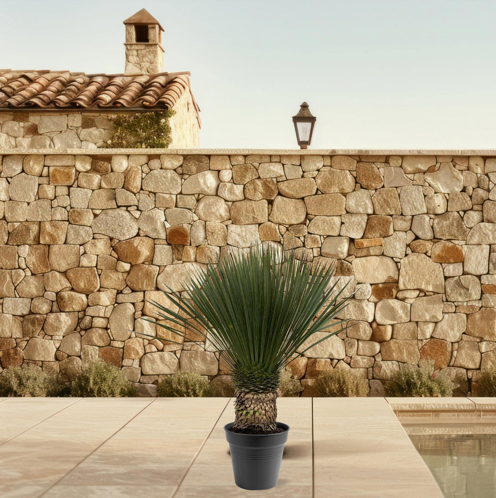 Yucca Rostrata – 130–150 cm – Ø50 - Botanic-Vibes