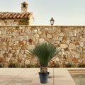 Yucca Rostrata – 130–150 cm – Ø50 - Botanic-Vibes