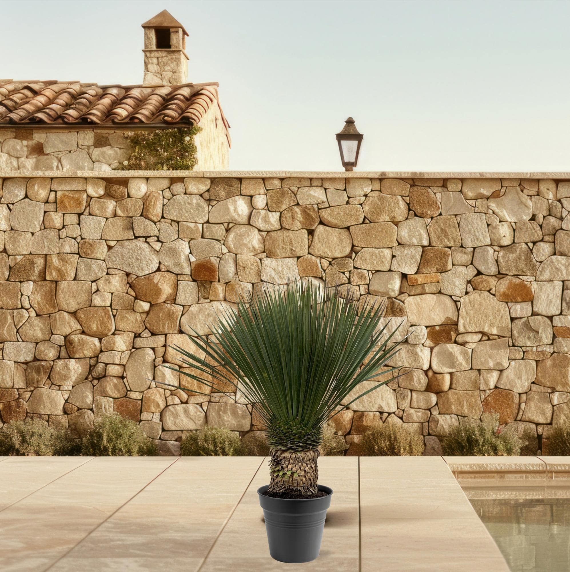 Yucca Rostrata – 130–150 cm – Ø50 - Botanic-Vibes