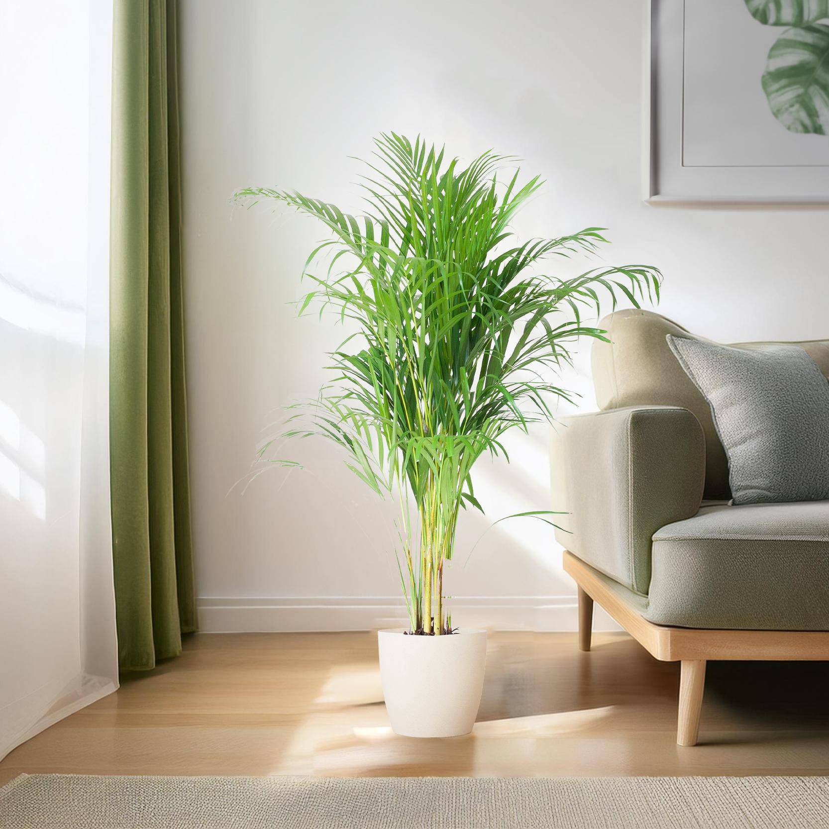 Areca Palm (Dypsis) mit Viber Weiß - 100cm - Ø21 - Botanic-Vibes