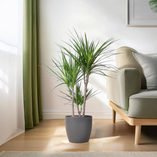 Dracaena Marginata mit Viber-Topf grau – 95 cm – Ø21 - Botanic-Vibes