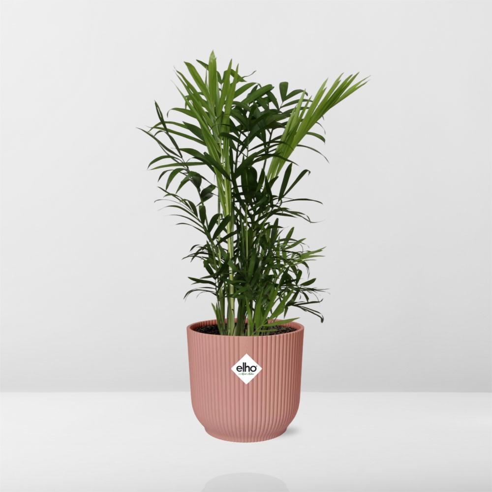 Chamaedorea Elegans im ELHO Vibes Fold, 14 cm, rosa