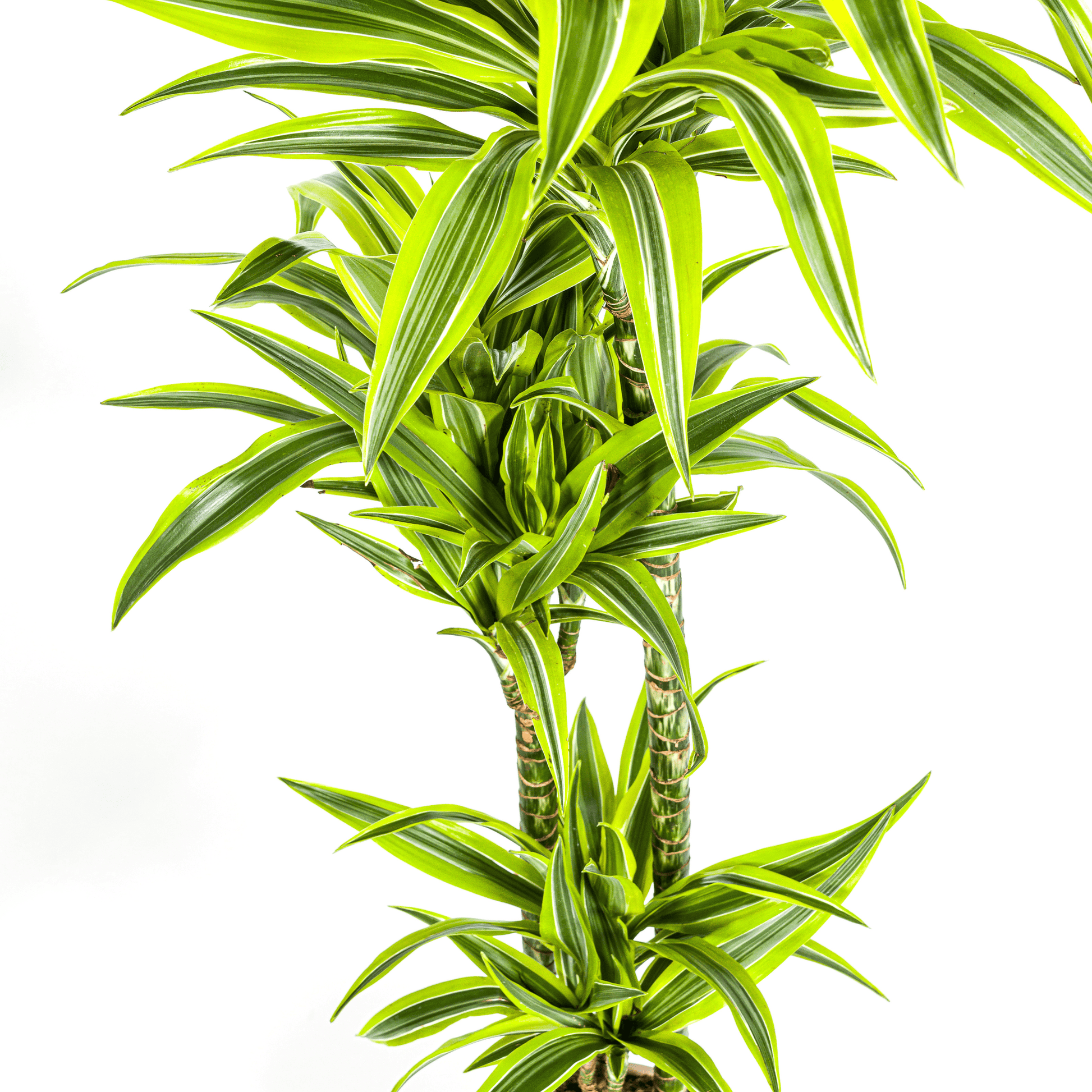 Dracaena Deremensis Lemon Lime Ø24cm - ↕130 - 150cm - Botanic-Vibes