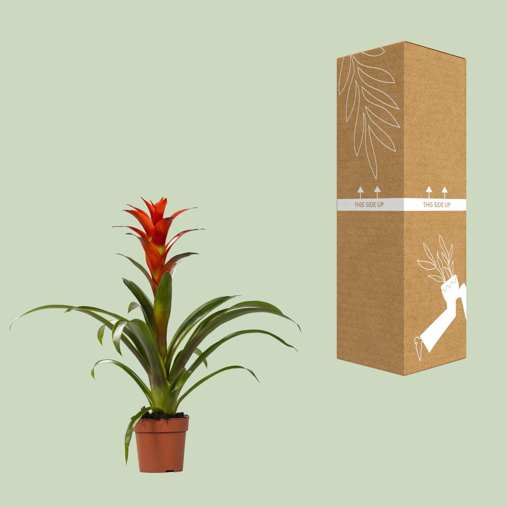 Guzmania Ostara, Ø12 cm, 45 cm