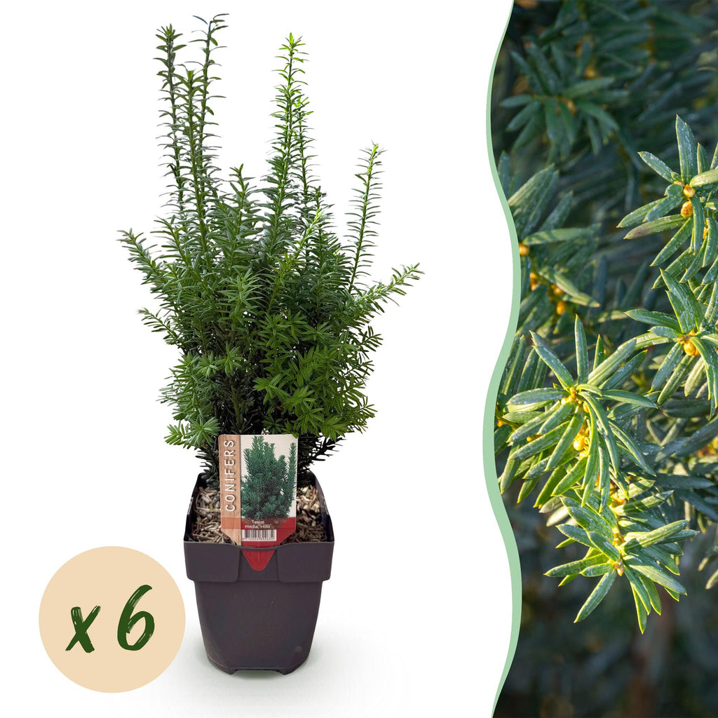 Heckenpflanzen, Taxus media Hilii, Blatt grün, 6 Pflanzen, 1 laufender Meter, immergrün, Topf 17 cm 60 cm