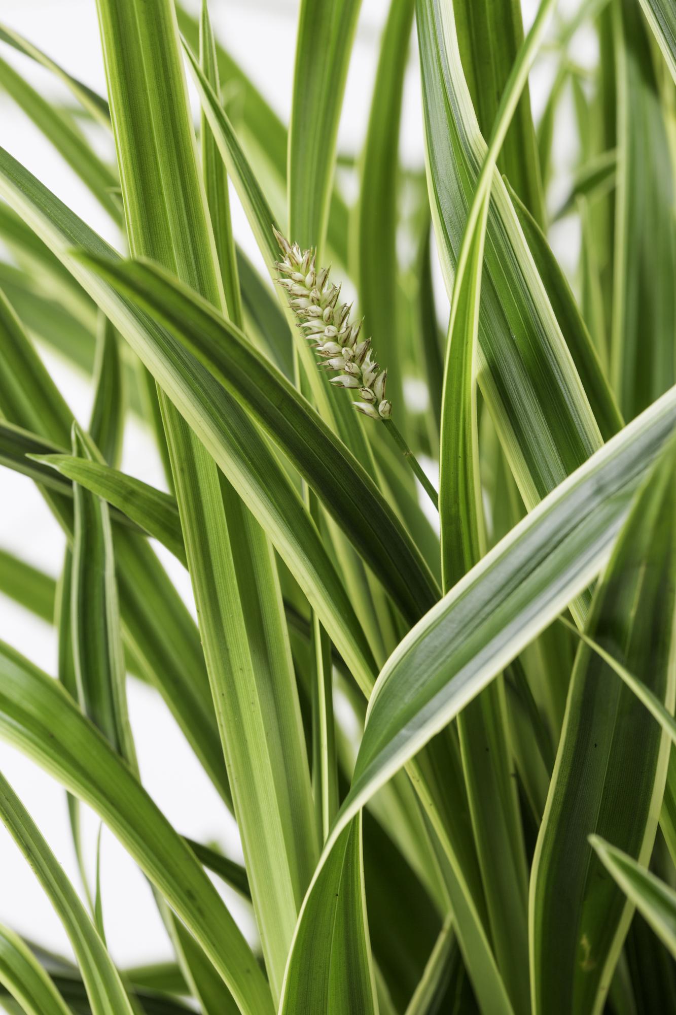Carex morrowii 'Ice Dance', Ø14 cm, 30 cm