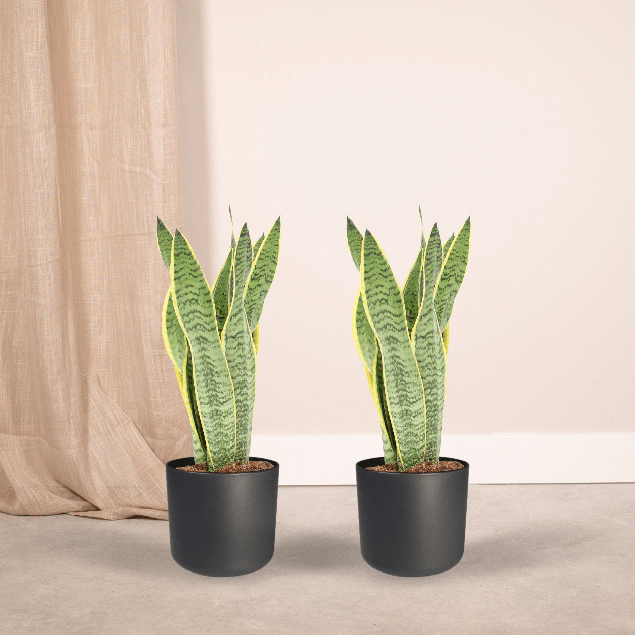 2x Sansevieria Laurentii, Frauenzunge, 40 cm, Ø14 cm