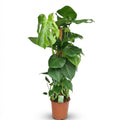 Green boutiQ, Zimmerpflanze, Fensterblatt, Monstera Deliciosa Moosstab, Grün, Pflegeleicht, Topf 19cm, Höhe 90cm