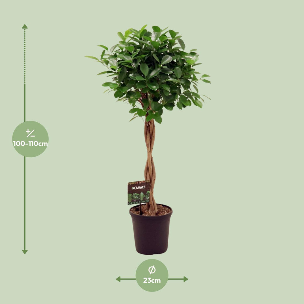 Ficus Micr. Moclame, Ø23 cm, 110 cm