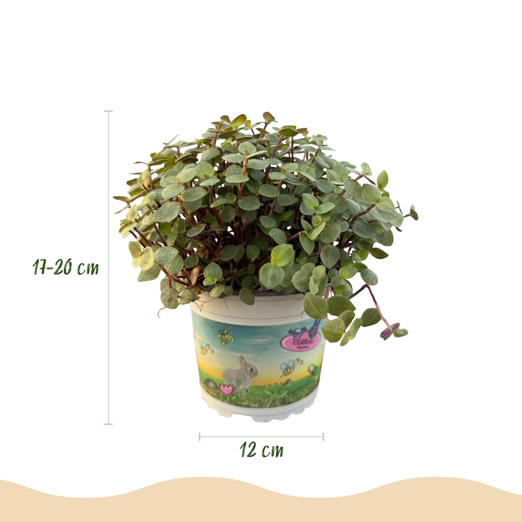 Calissia repens, Schildkrötenpflanze, Haustierfreundliche Pflanze, Grün, 1 Pflanze, Topf 12 cm, 14 cm