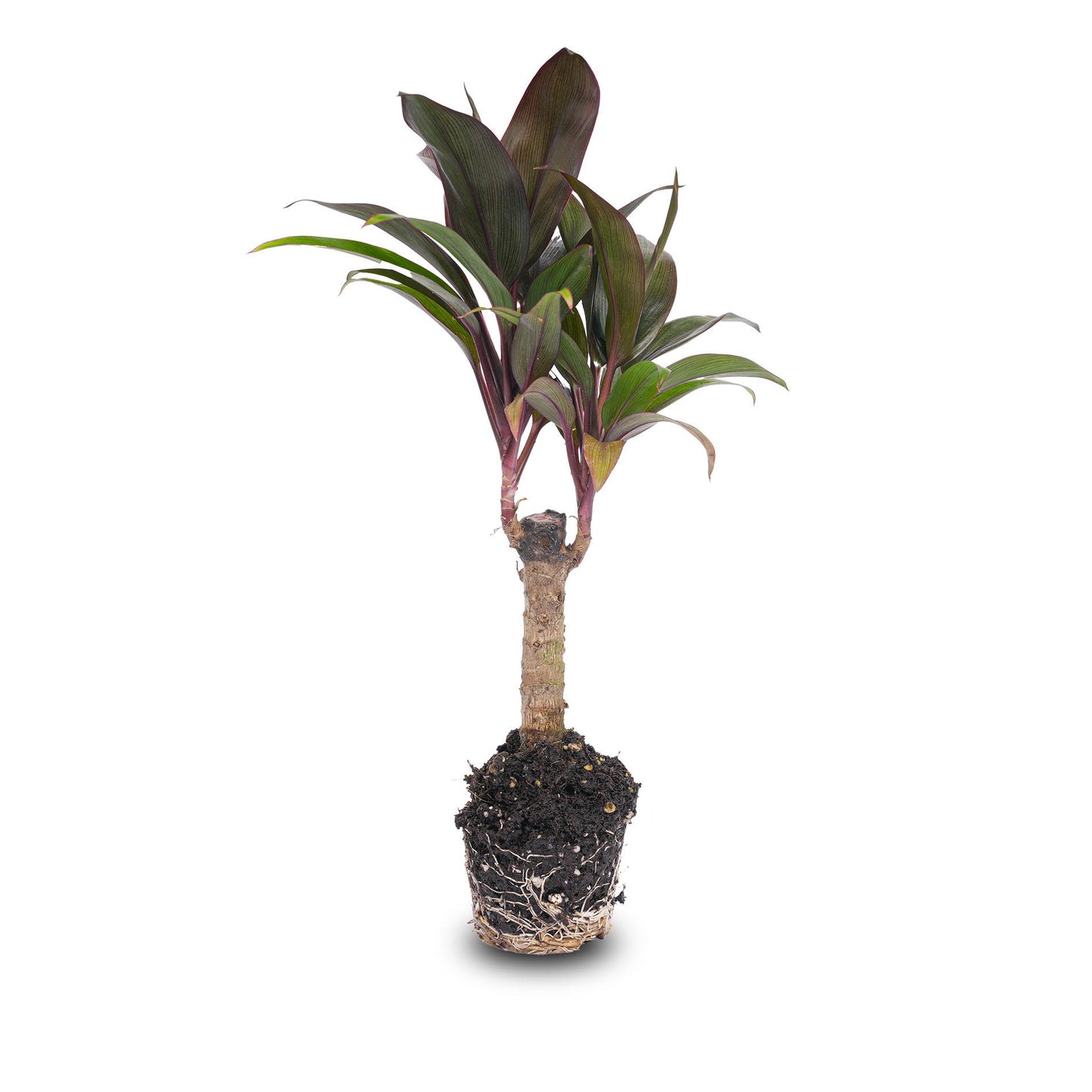 Mini-Palme – Cordyline fruticosa 'Purple Compacta' – Terrarienpflanze – Topfgröße 6