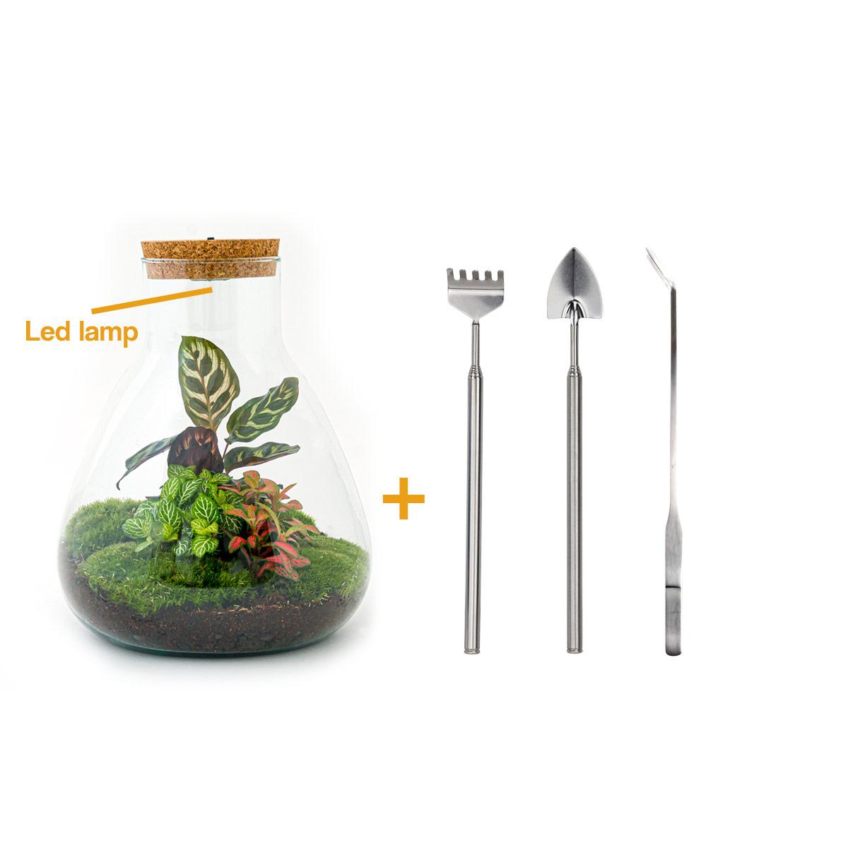 Flaschengarten – sam calathea mit lampe – 30 cm – Rechen + Schaufel + Pinzette
