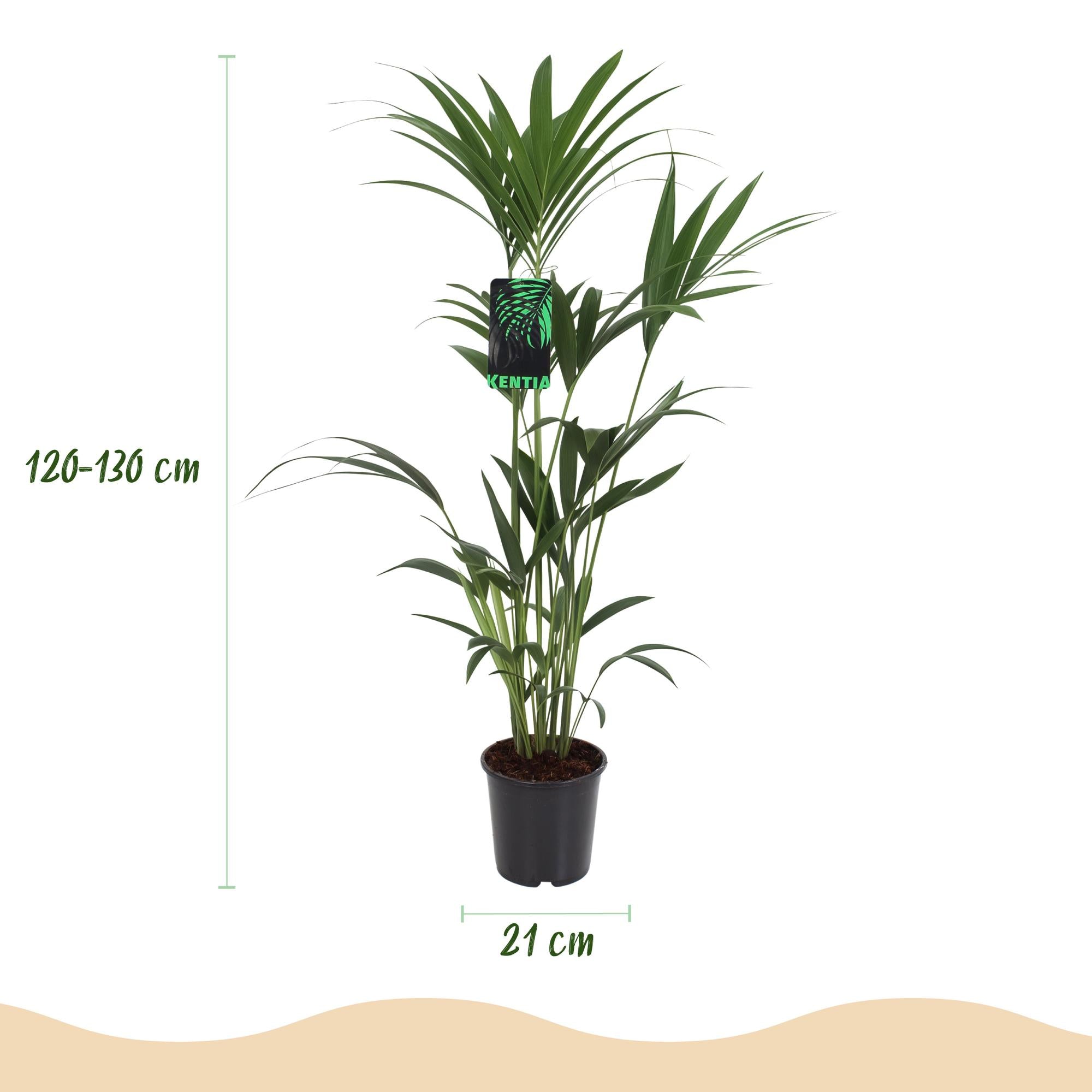 Howea Forsteriana, Kentia Palme, Wenig Pflege, Grün, 2 Pflanzen, Topf 21 cm, 120-130 cm
