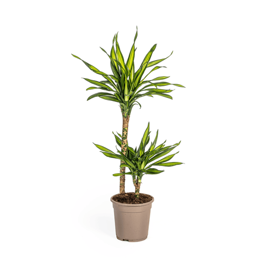 Dracaena Deremensis Rikki Ø19cm - ↕70 - 90cm - Botanic-Vibes