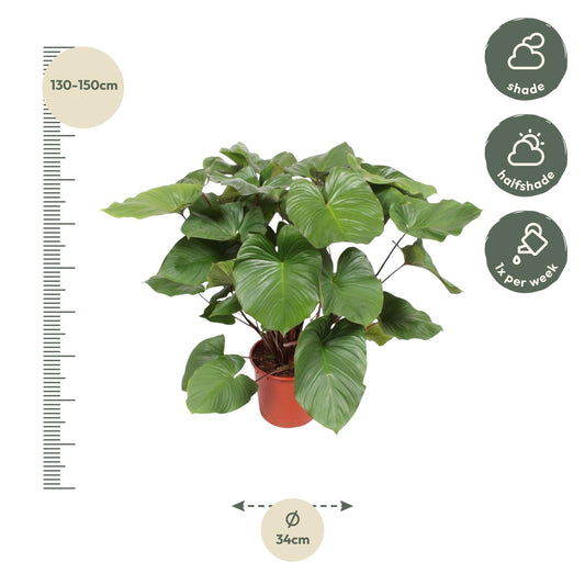 Homalomena rubescens 'Maggy' – 130 cm – Ø34