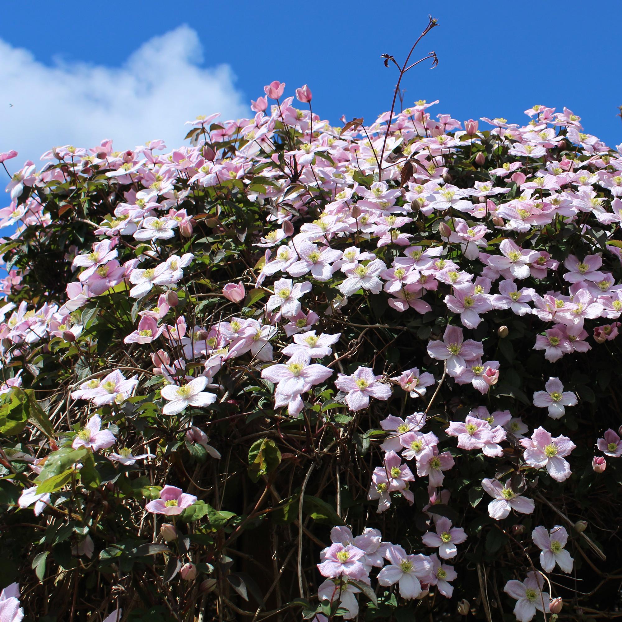 Kletterpflanze, Clematis montana Rubens, Blüte Rosa, Frühblühend, Wenig Pflege, 2 Pflanzen, Topf 11 cm 40 cm