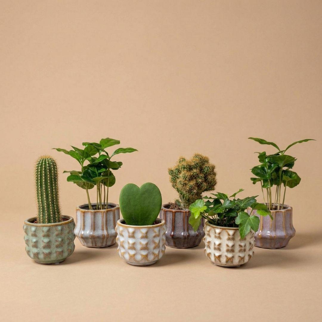 Pflanzen set von 6 mit topf set San Juan, Kaktus mix, Ø6 cm