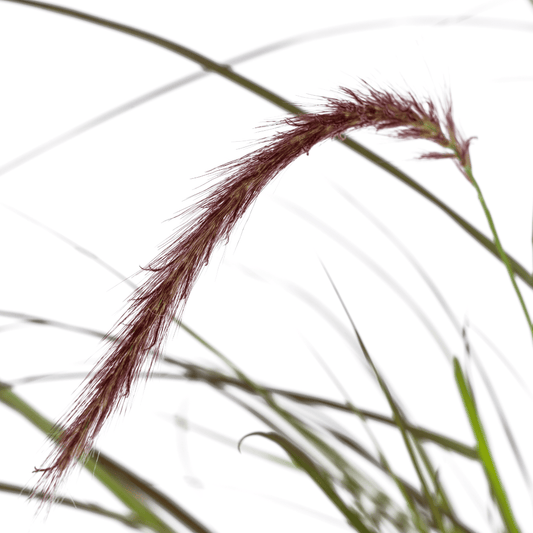 4x Pennisetum x advena Rubrum Ø13cm - ↕50 - 60cm - Botanic-Vibes